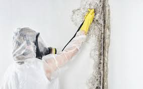 Best Mold Damage Restoration  in Vandenberg Village, CA